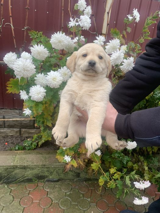 Продам цуценят Лабрадорів