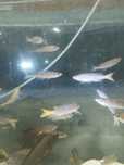 Cyprichromis sp. Leptosoma Utinta tanganika