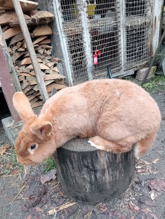 Witam sprzedam samicę nowozelandzką