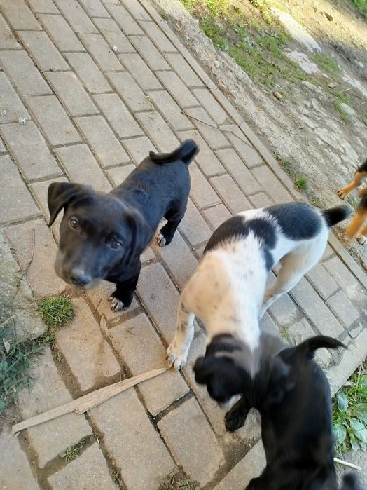 Oddam pieski szczeniaki !!!