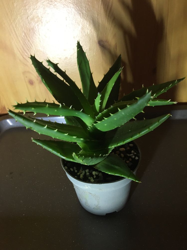 Aloes leczniczy 22 cm. Uprawa ekologiczna