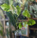 Monstera Deliciosa Albo Variegata small form Warszawa lub Łomża