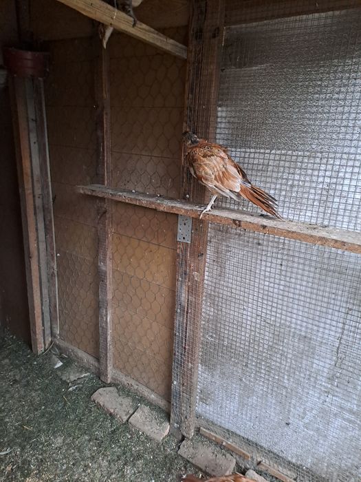 Witam mam do sprzedania bażanty