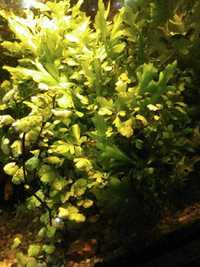 Bakopa - rośliny akwariowe
