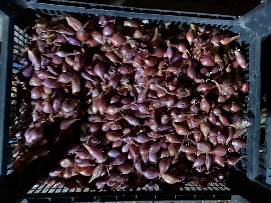 Цибуля- сівок, сіянка, арбаж, арбажейка, лук севок.