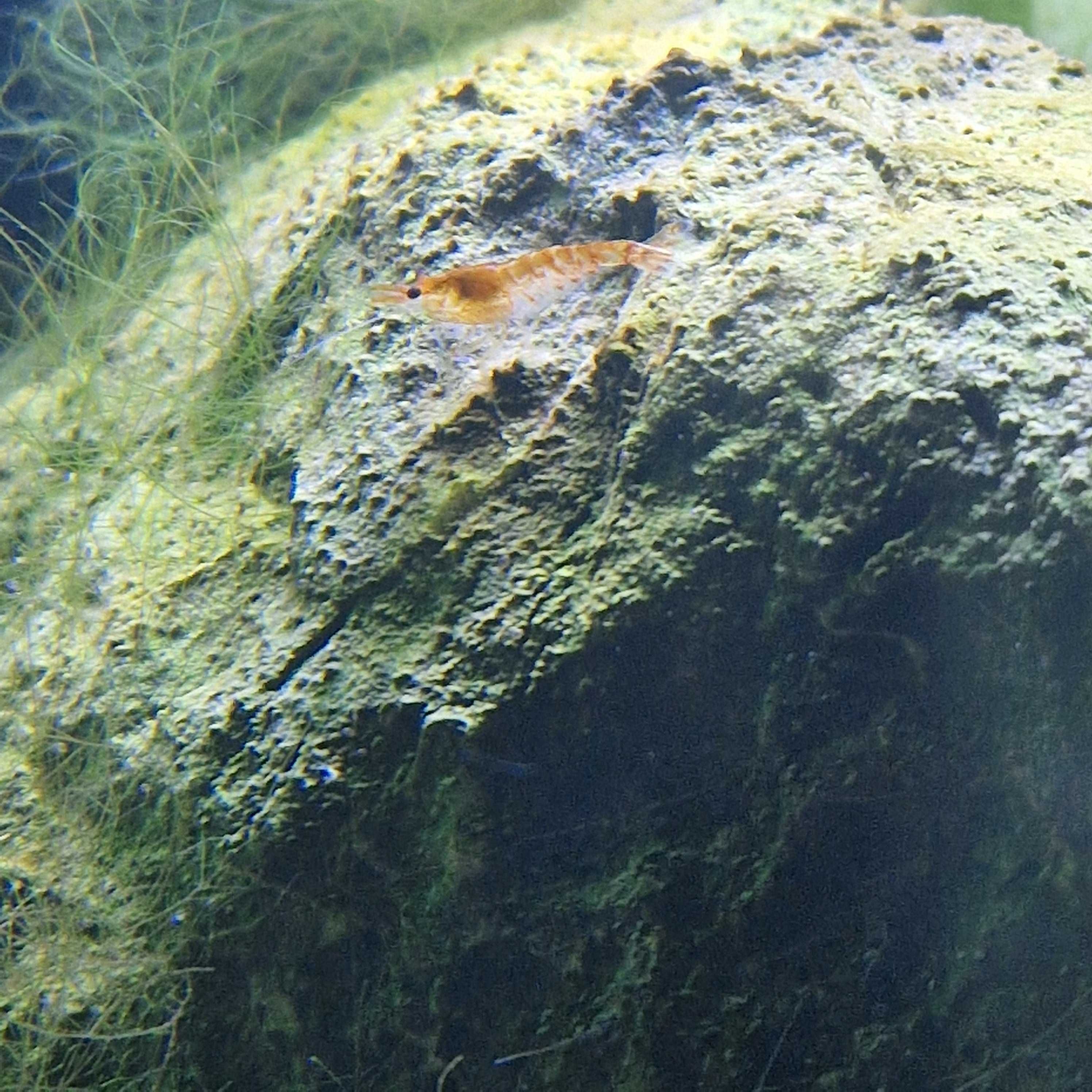 Neocaridina davidi (var. Orange)