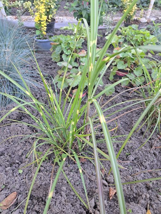 Sprzedam Sadzonki Traw