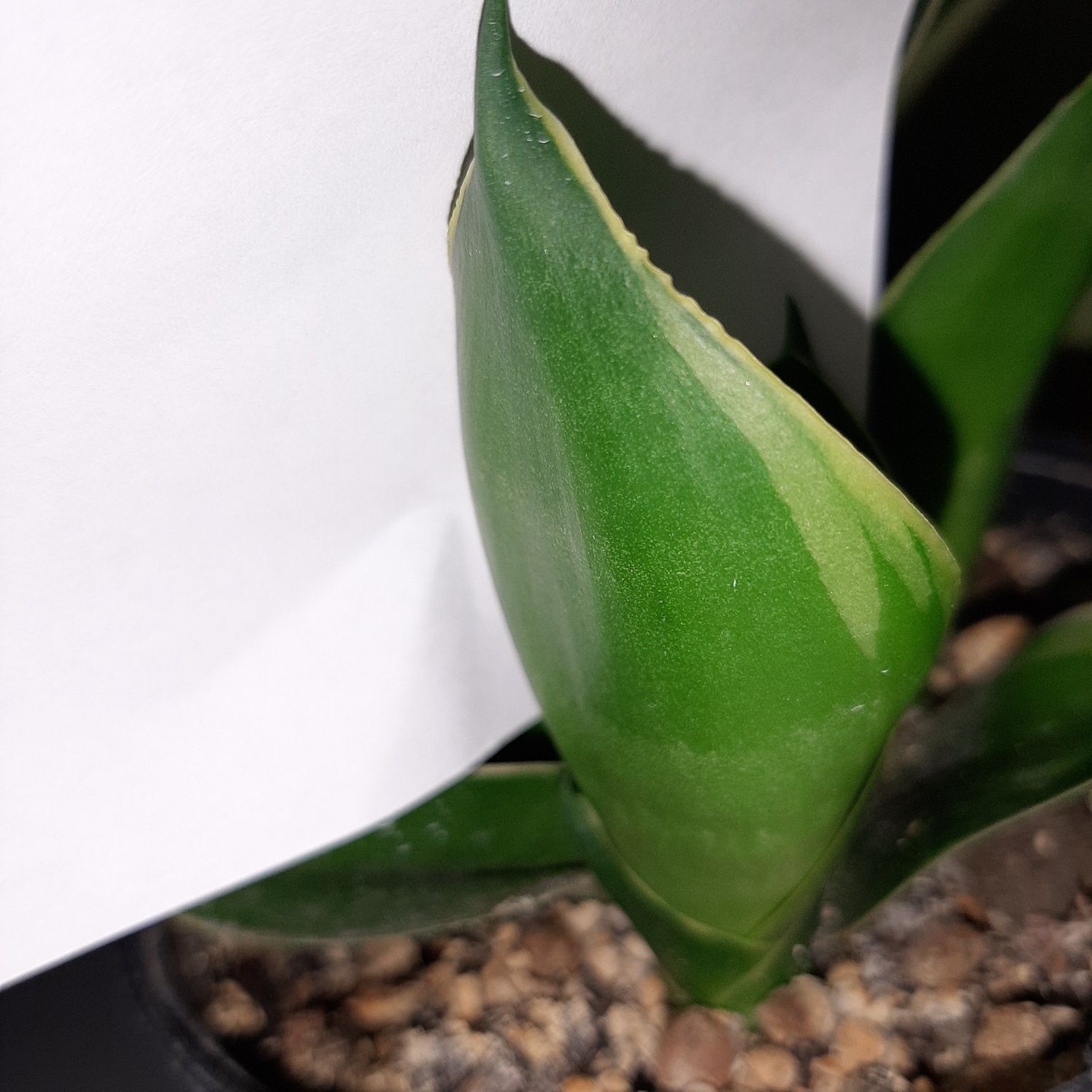Emerald Star,  Emerald