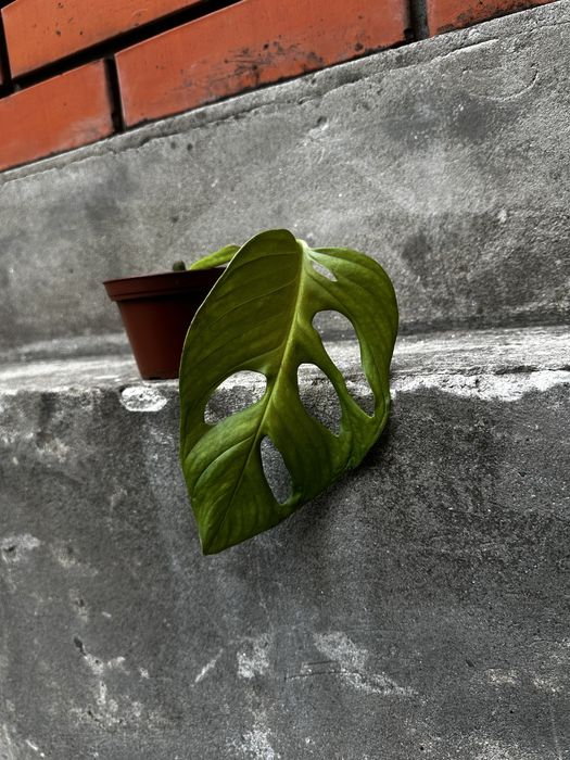 Монстера Манки черенок