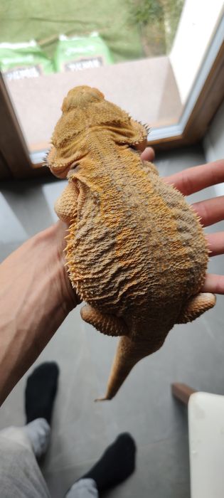 Samiec Samica Agama Brodata Para Agam Brodatych Pogona Vitticeps