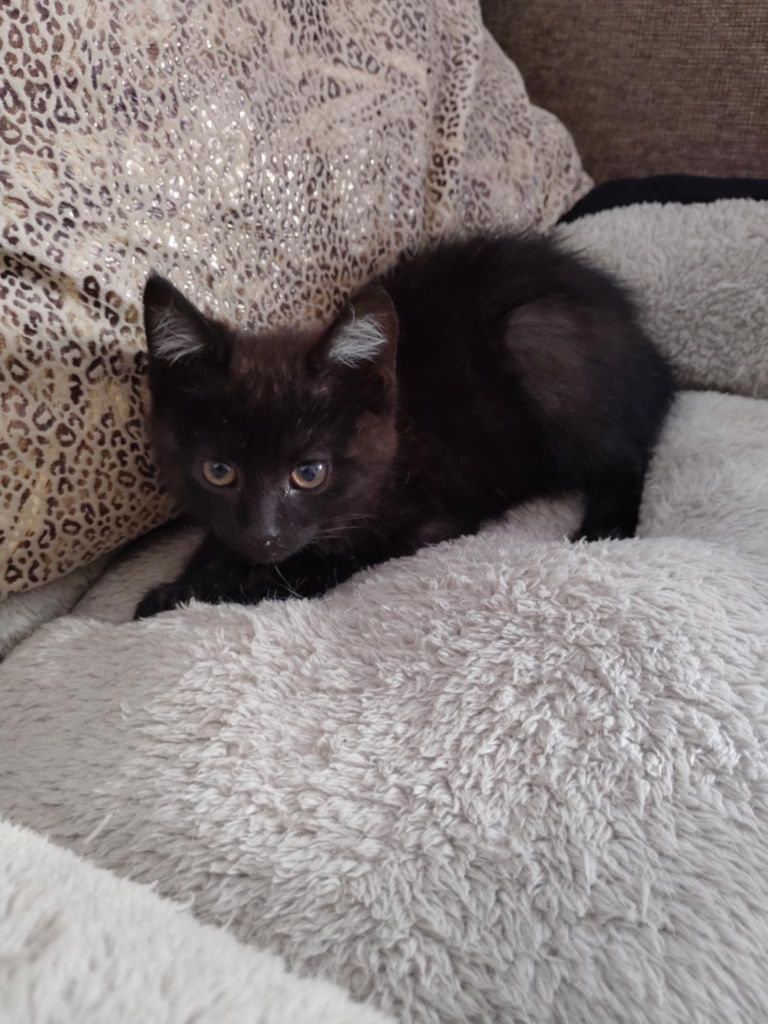 Kotka Megi do adopcji