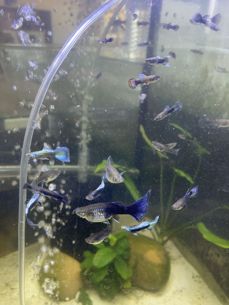 Guppy Blue Moscow (Casal)