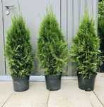 Tuja Szmaragd Thuja Smaragd żywopłot ogrodzenie różne wysokości