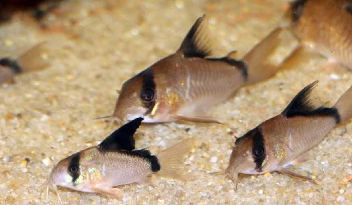 Kirysek kolumbijski - Corydoras metae - Kirys - dowóz, wysyłka