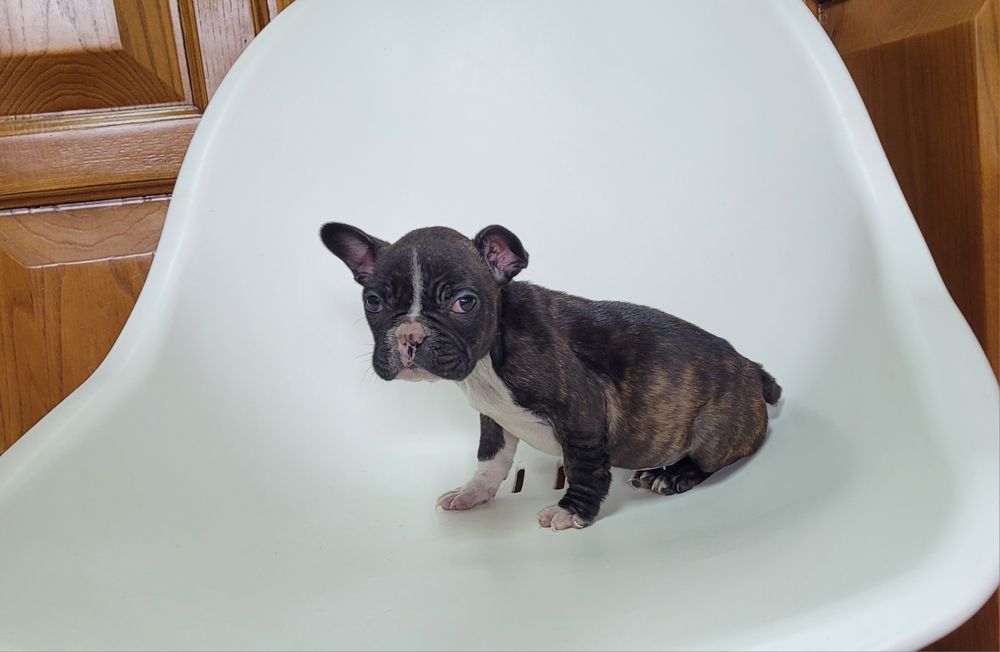 Bulldog femea tigrada