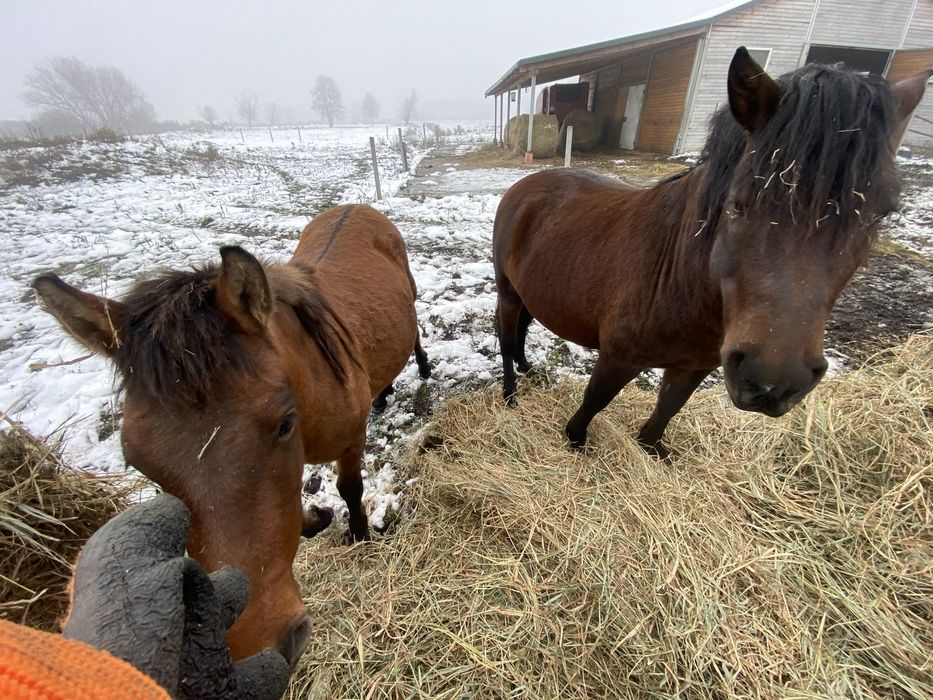 Ogierki huculskie 2024