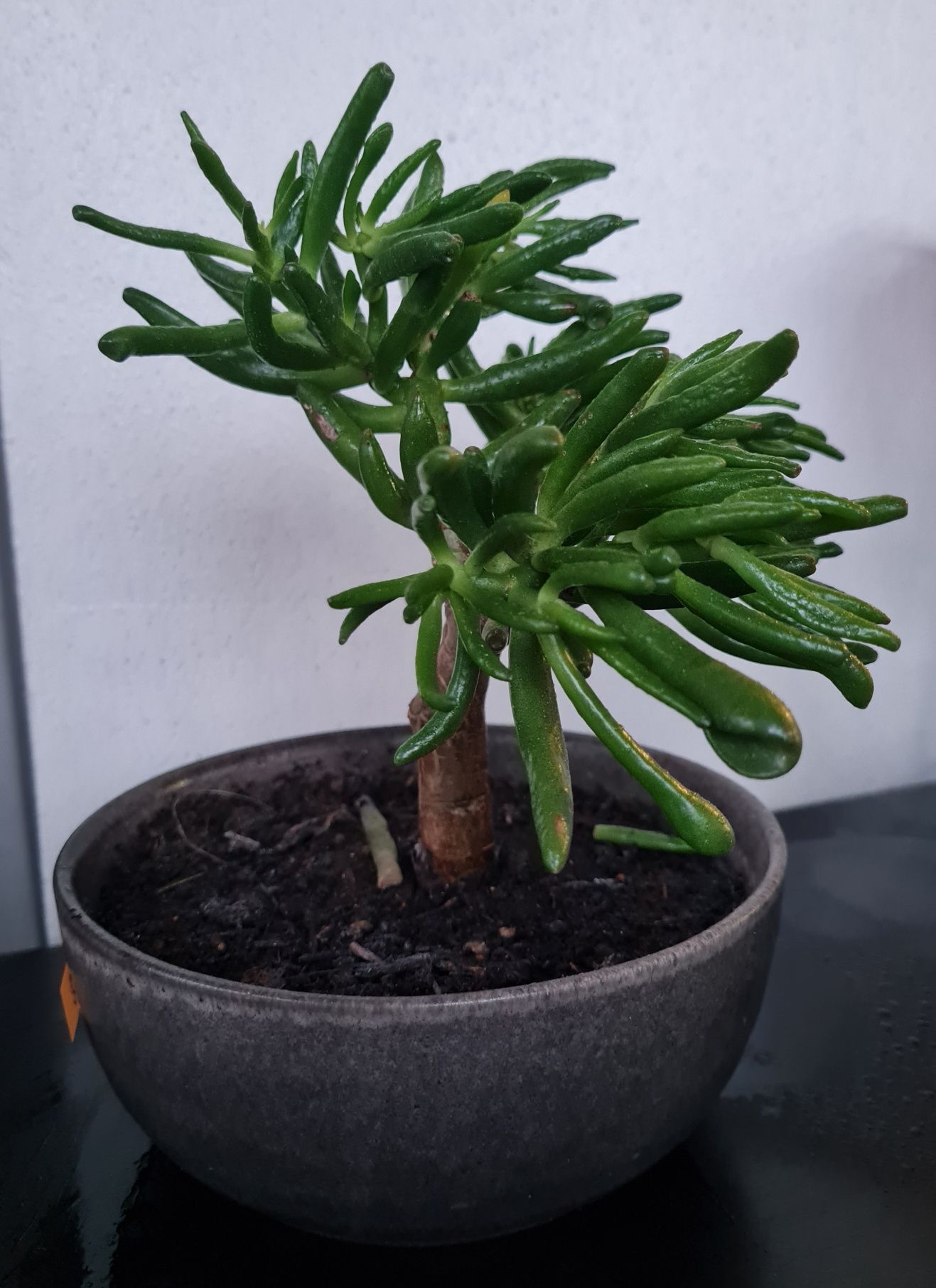 Suculenta bonsai