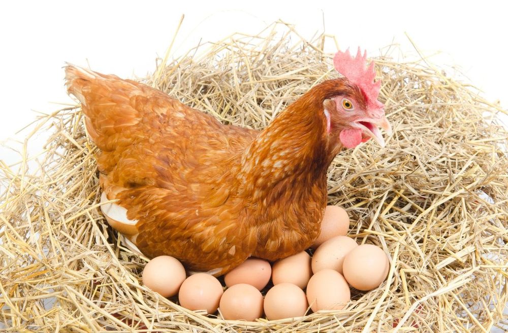 Świeże jajka z wolnego wybiegu