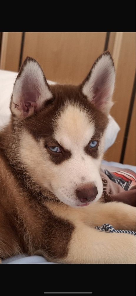 Cão Bebe Husky para doar