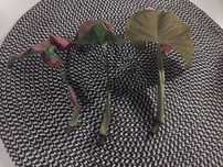 Syngonium neon robusta
