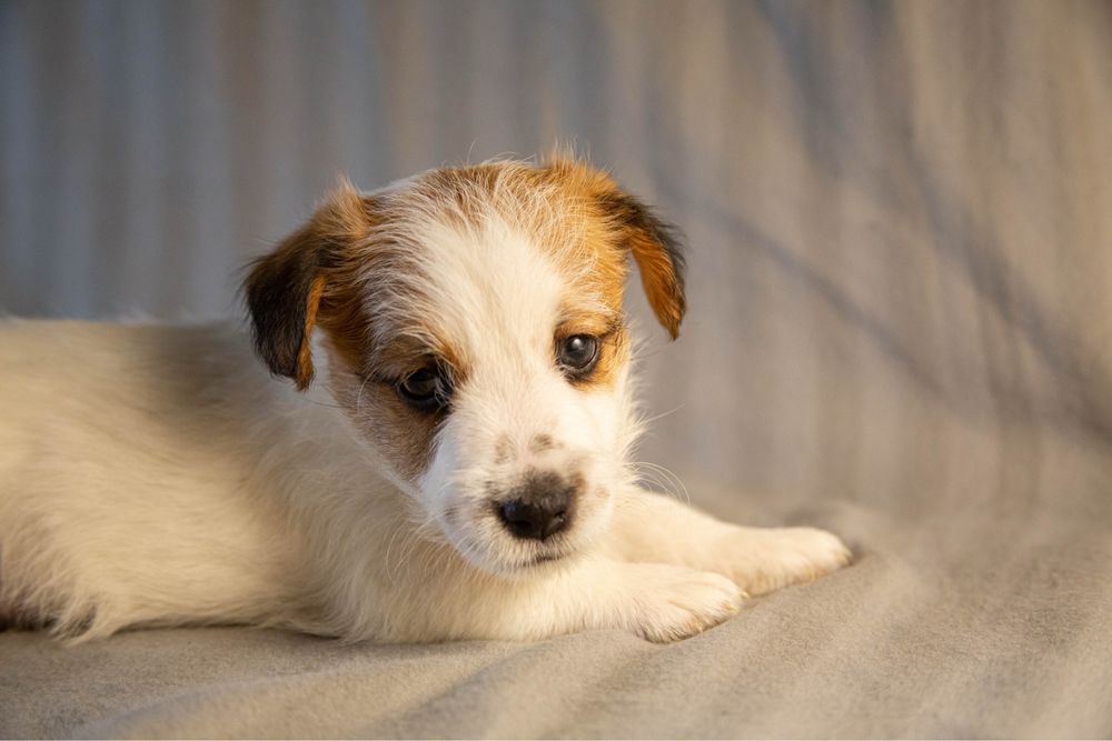 Цуценя Хлопчик Джек Рассел брокен