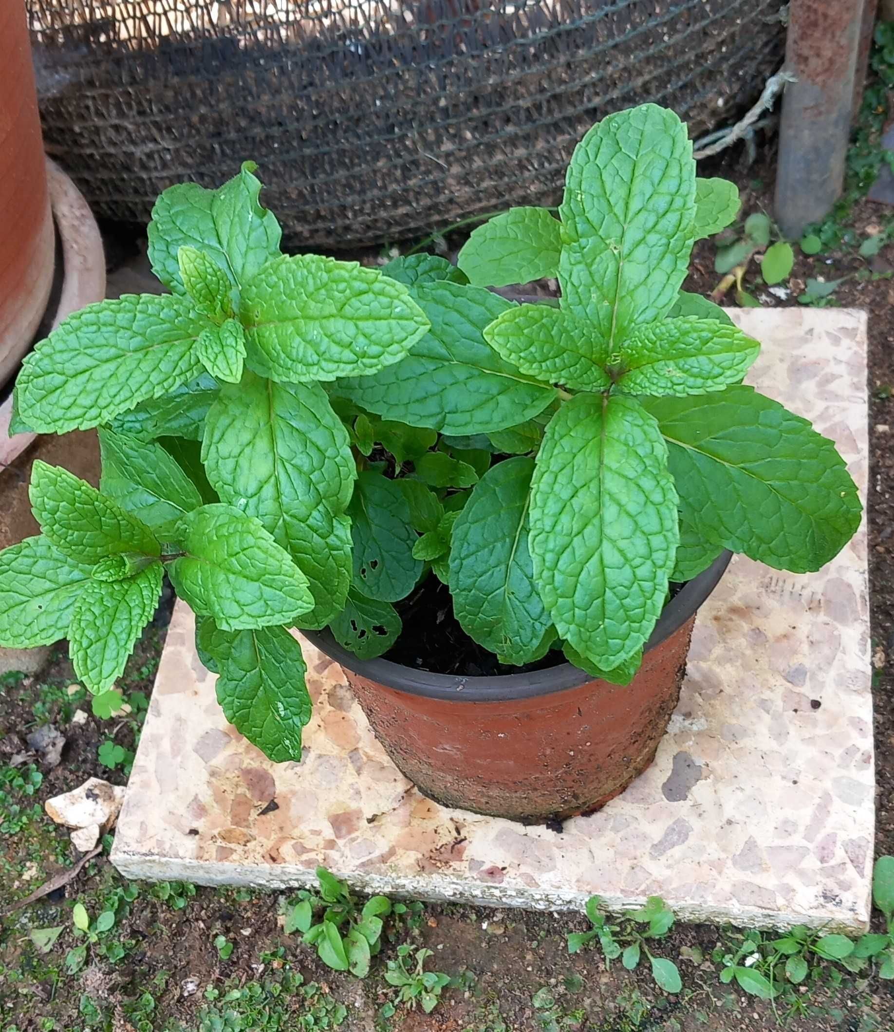 Planta Hortelã em Vaso
