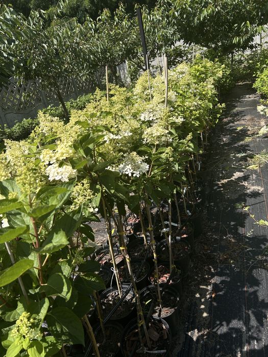 Hortensja. Floks.liatra.Anabelle.