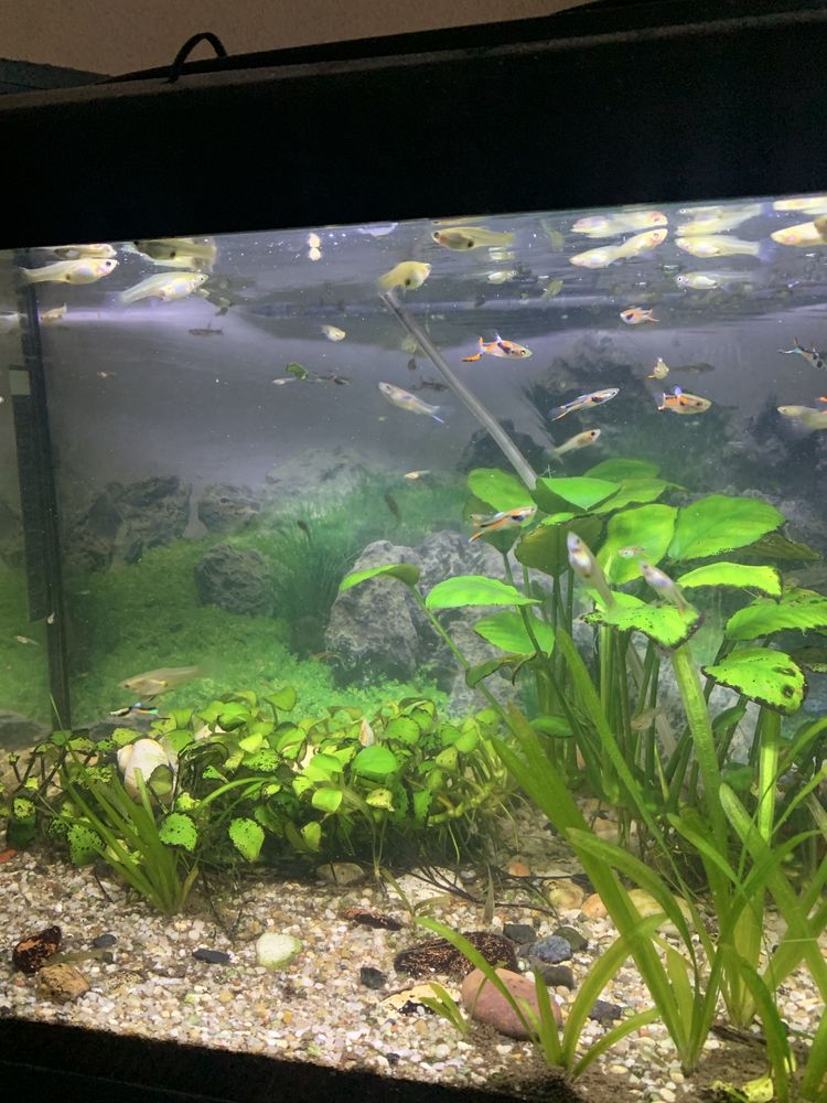 Akwarium 54l diversa kompletne urządzone