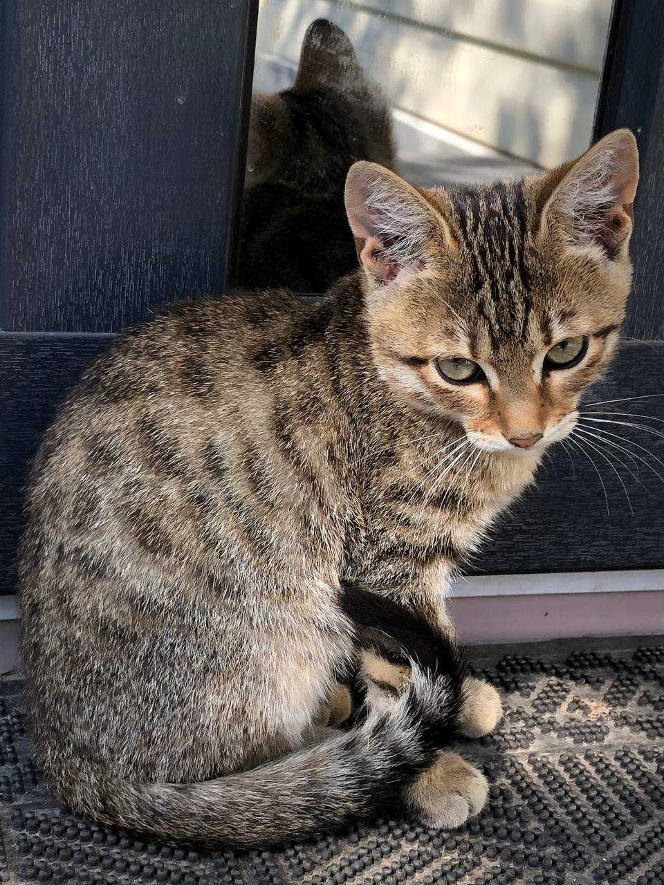 Котеня в добрі руки