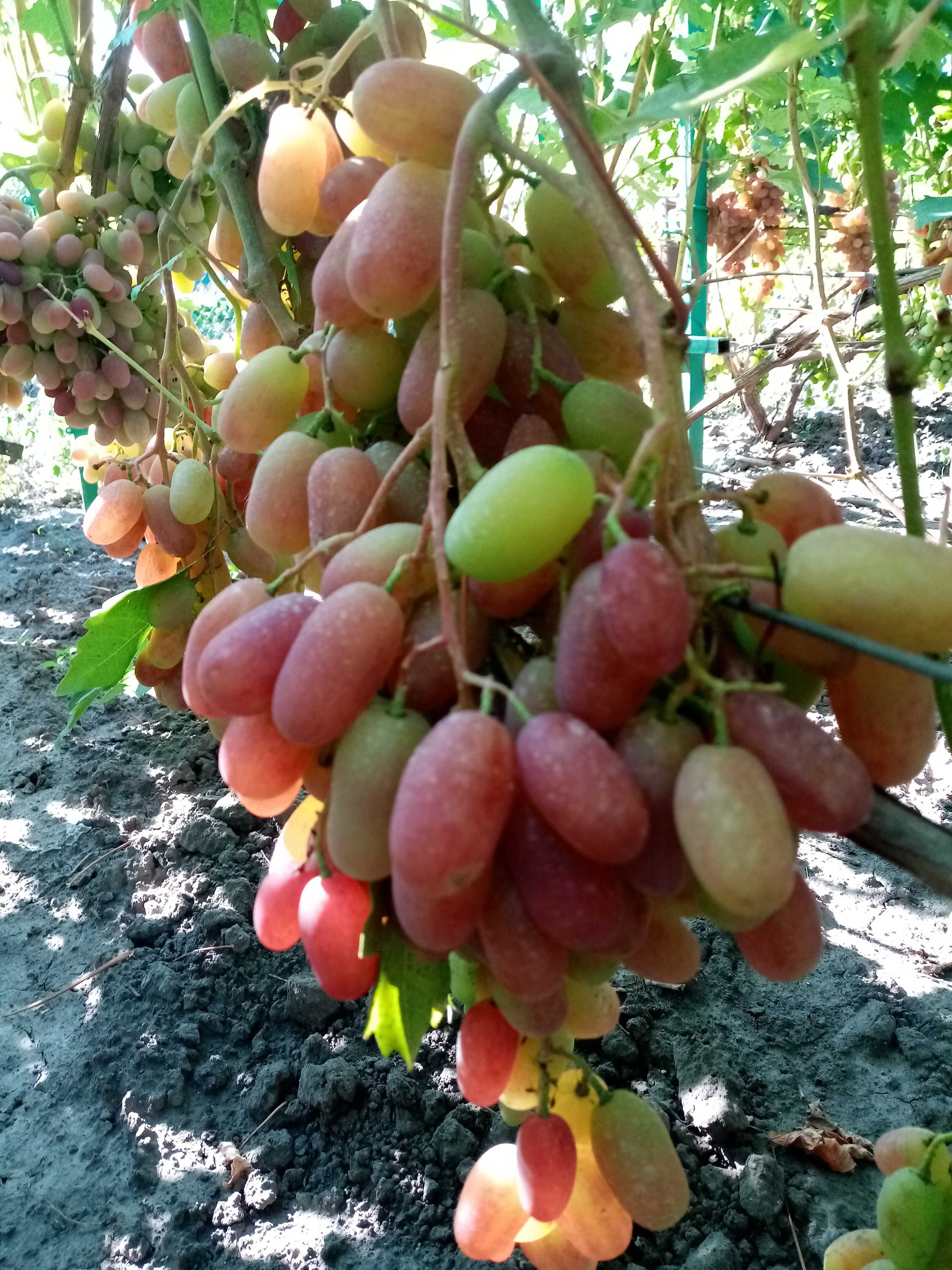 Продам сажанці винограду