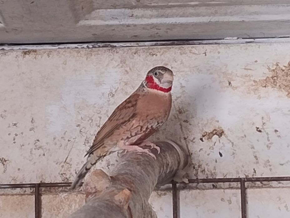 Amadyna obroża - samiec