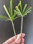 2 parasolki papirusu variegata