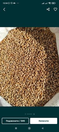Продаж насіння пшениці дворучки шіроко