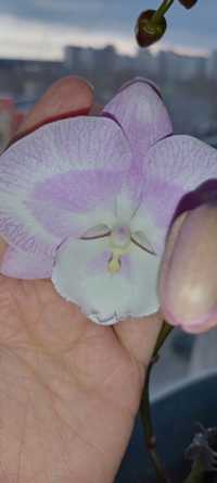 Орхідея фаленопсис бігліп