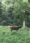 Borrego P3 com 3 meses