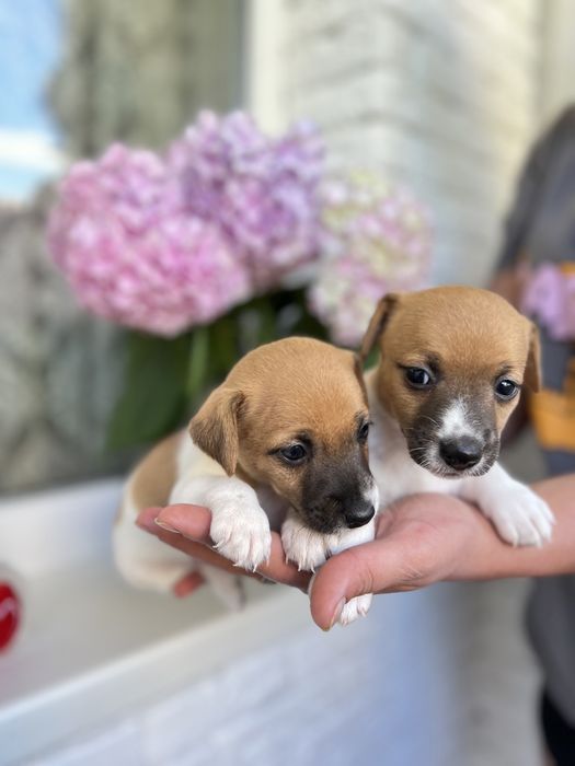 Хлопчики та дівчатка джеки