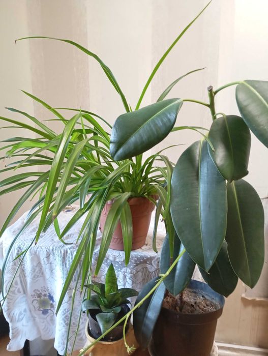 Драцена Маргіната,"Кітайська троянда,фікус Беліз,"золотий вус та інші