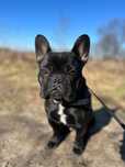 Buldog Francuski do adopcji