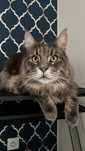Do adopcji: dorosły kot rasy Maine Coon
