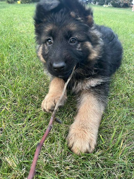 Szczeniaczki Owczarki niemieckie dlugowlose