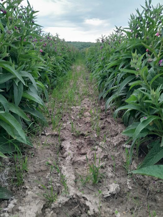 Żywokost żywokost zywokost korzeń korzen świeży