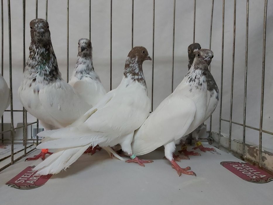 Gołębie Budapeszty Miedziane