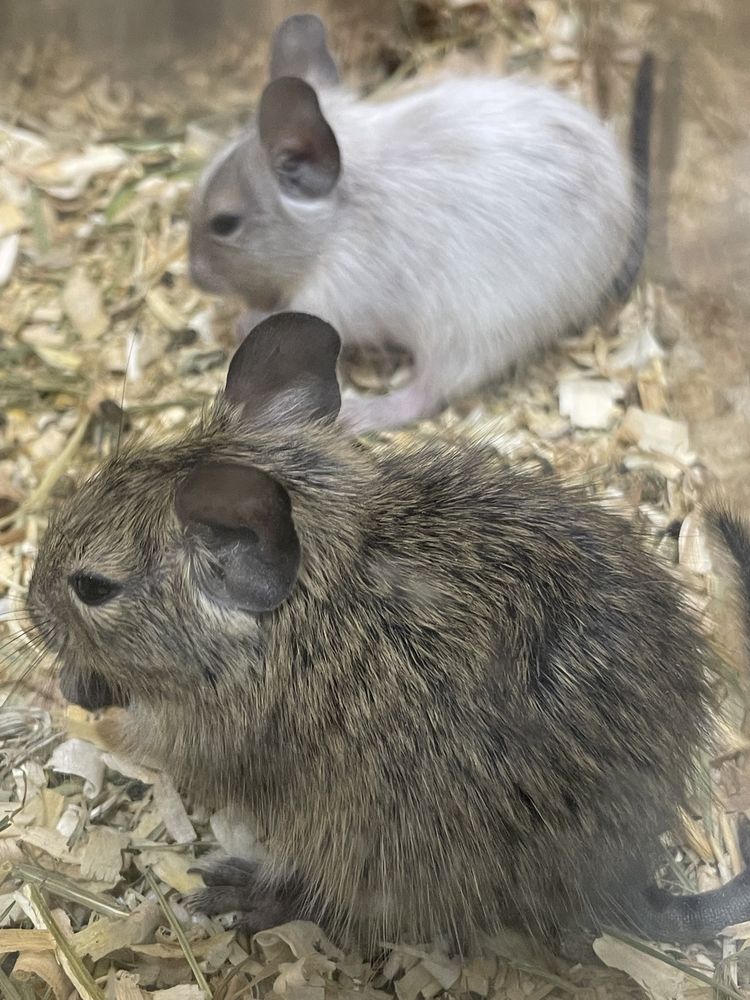 Koszatniczka - Degu, wyjątkowe kolory!