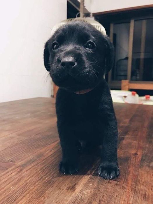 Labrador preto 2 meses