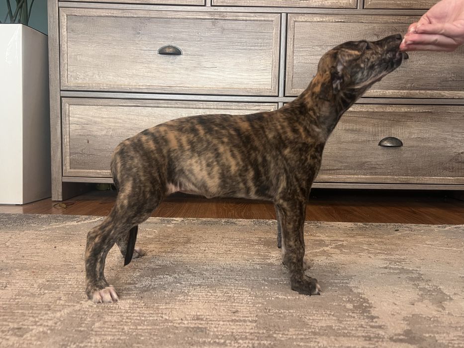 Chart greyhound angielski