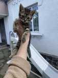 Віддамо кошеняток безкоштовно