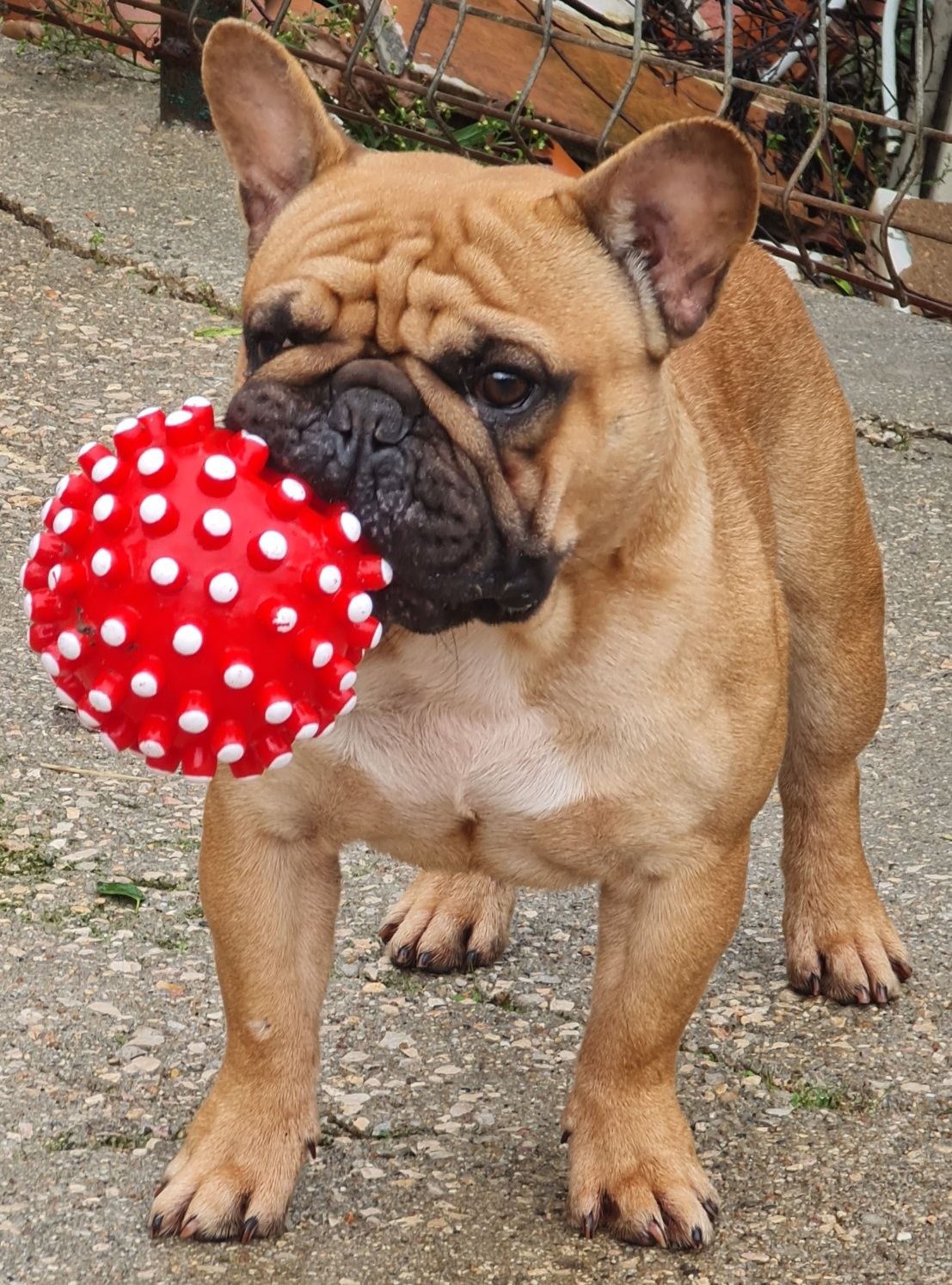 Bulldog Francês Red Fawn