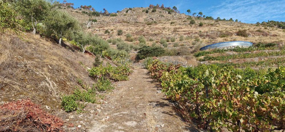 Terreno agrícola no Douro- 1,1 ha com poço, armazém e árvores de fruto