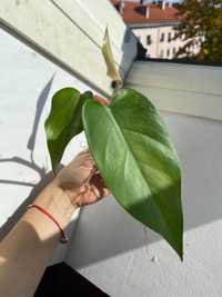 Philodendron Twin Wing