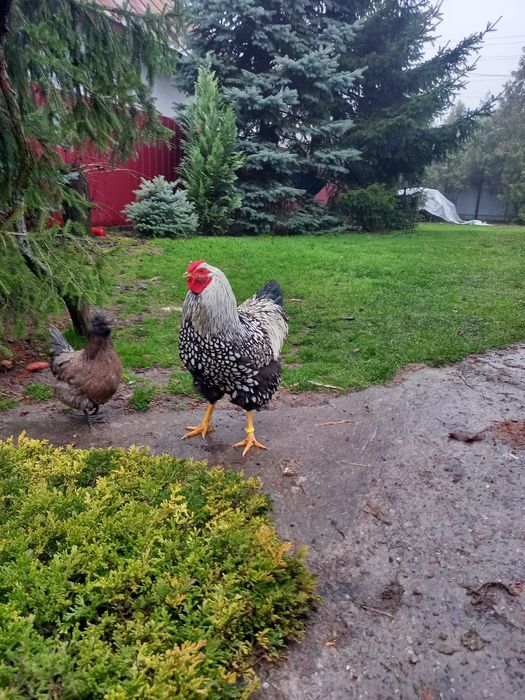 Продам півнів Віандот серебро